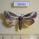 58481p Noctuidae Stenoloba jankowskii Primorye $4