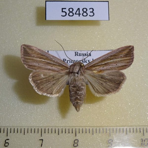 Noctuidae Mythimna radiata f Primorye