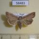 58483p Noctuidae Mythimna radiata f Primorye $6