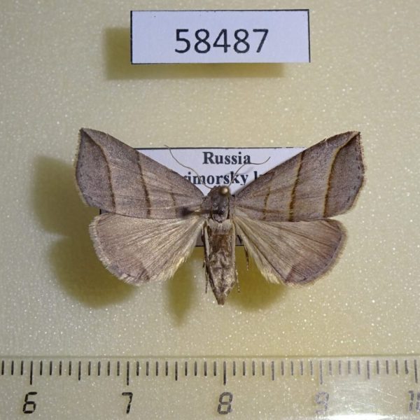 Noctuidae Colobochyla salicalis Primorye