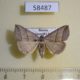 58487p Noctuidae Colobochyla salicalis Primorye $6