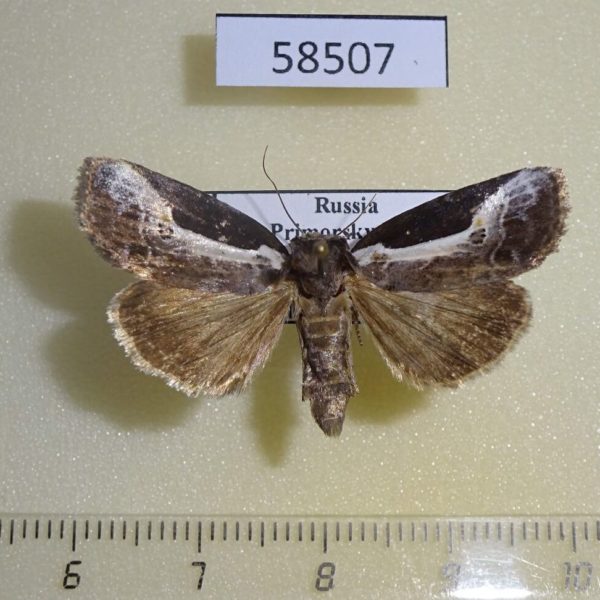 Noctuidae Stenoloba jankowskii Primorye