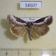 58507p Noctuidae Stenoloba jankowskii Primorye $5