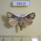 58510p Noctuidae Leucapamea askoldis Primorye $6
