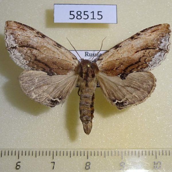 Notodontiidae Ptilodon ladislai f Primorye