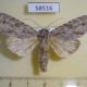 58516p Noctuidae Acronicta hercules Primorye $6
