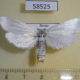 58525p Pyralidae sp. Primorye $6