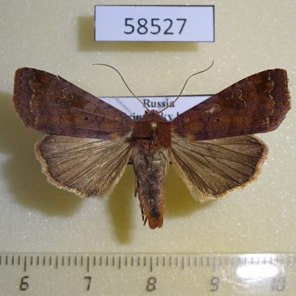 Noctuidae Diarsia canescens Primorye