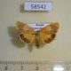 58542p Arctiidae Paraheliosia rufa ussuriensis Primorye $5