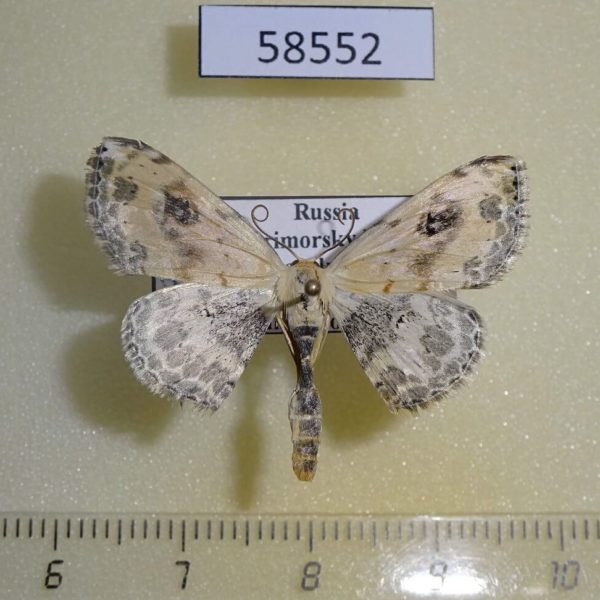 Geometridae Somatina Indicataria Primorye
