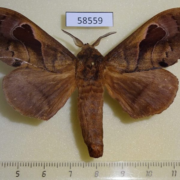 Lasiocampidae Paralebeda femorata Primorye