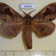 58559p Lasiocampidae Paralebeda femorata Primorye $7