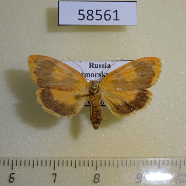 Arctiidae Paraheliosia rufa ussuriensis Primorye