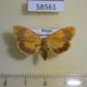 58561p Arctiidae Paraheliosia rufa ussuriensis Primorye $6