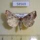 58569p Noctuidae Eucarta amethystina Primorye $5
