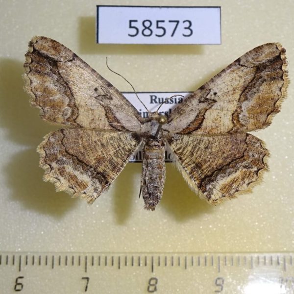 Geometridae Menophra senilis f Primorye