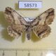 58573p Geometridae Menophra senilis f Primorye $5