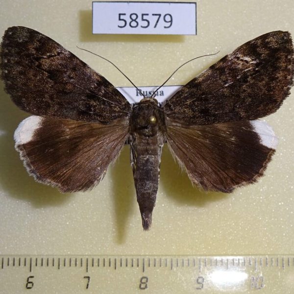 Noctuidae Catocala dissimilis Primorye