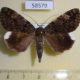 58579p Noctuidae Catocala dissimilis Primorye $5