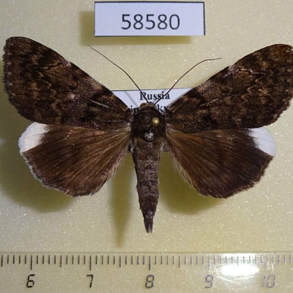 Noctuidae Catocala dissimilis Primorye
