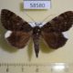 58580p Noctuidae Catocala dissimilis Primorye $5