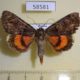 58581p Noctuidae Catocala kotshubeji Primorye $25