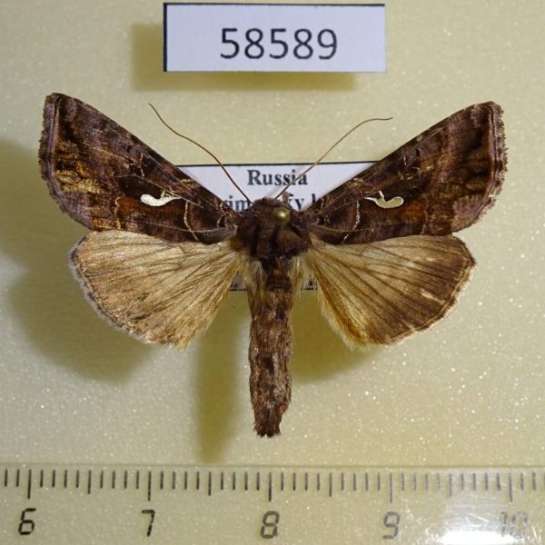 Noctuidae Autographa mandarina Primorye