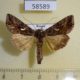 58589p Noctuidae Autographa mandarina Primorye $5