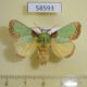 58593p Limacodidae Latoia consocia Primorye $8