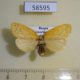 58595p Arctiidae Stigmatophora leacrita f Primorye $6
