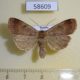 58609p Noctuidae Sineugraphe oceanica f Primorye $8