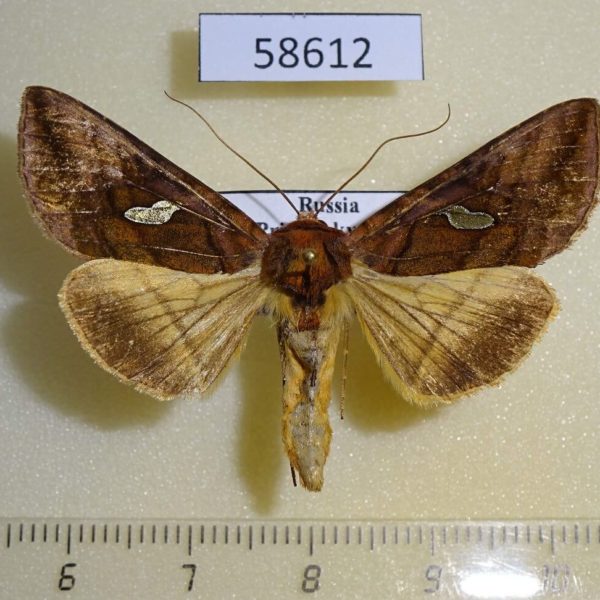 Noctuidae Autographa excelsa Primorye