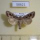 58621p Noctuidae Sideridis incommoda Primorye $6