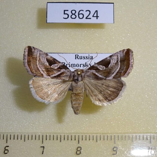 Noctuidae Eucarta virgo f Primorye