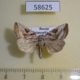 58625p Noctuidae Eucarta virgo f Primorye $5