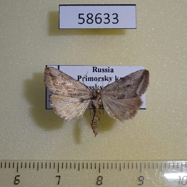 Noctuidae Phyllophila obliterata Primorye