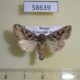 58639p Noctuidae Sideridis incommoda Primorye $6