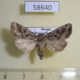 58640p Noctuidae Sideridis incommoda f Primorye $7