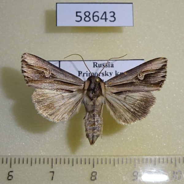 Noctuidae Actinotia intermediata f Primorye