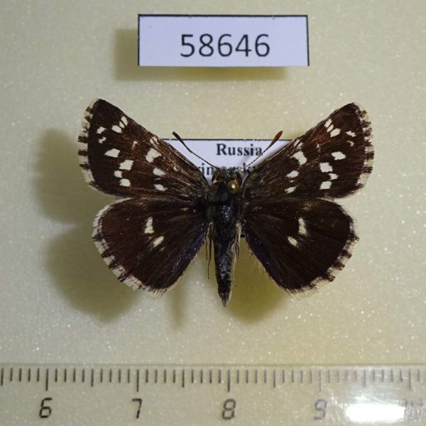 Hesperiidae Pyrgus maculatus Primorye