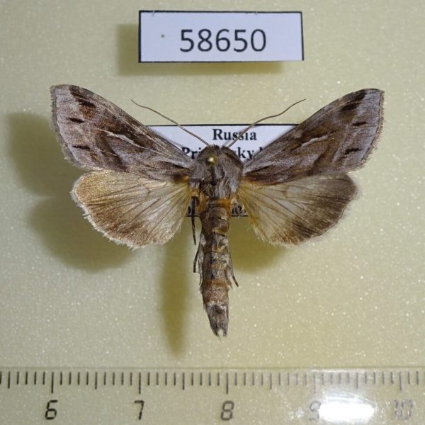 Noctuidae Cucullia mandschuriae Primorye