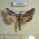 58650p Noctuidae Cucullia mandschuriae Primorye $5