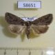58651p Noctuidae Phidrimana amurensis Primorye $4