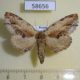 58656p Notodontiidae Ptilodon ladislai f Primorye $7