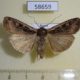 58659p Noctuidae Euxoa ochrogaster f Amur reg. $5