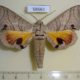 58661p Sphingidae Gynoeryx meander Madagascar $20