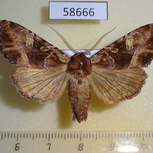 Noctuidae Blepharita amica ussuriensis Amur reg.