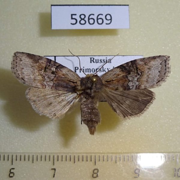Thyatiridae Epipsestis ornata obscurata f Primorye