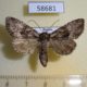 58681p Noctuidae Mniotype melanodonta Primorye $9