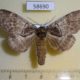 58690p Notodontiidae Peridea oberthueri f Primorye $7